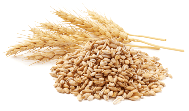 Wheat sample representing agricultural screening workflows